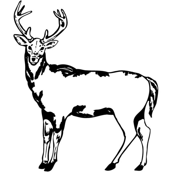 DEER005 Thumbnail